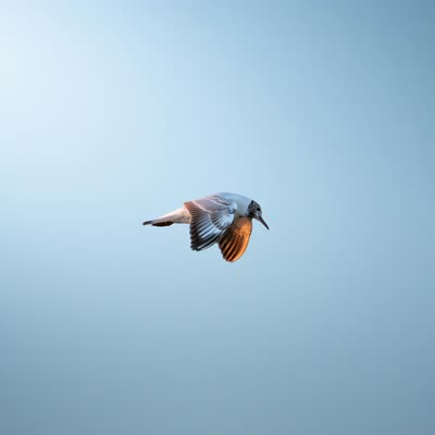 A bird in flight against a pale sky