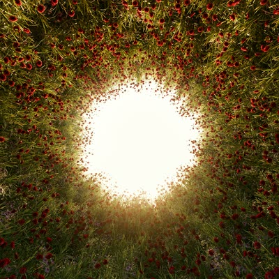 A tunnel of wildflowers opening toward light